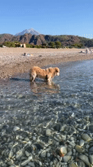 Golden retriever plays in crystal-clear Mediterranean shallows, Kemer