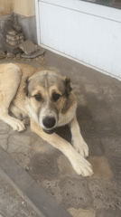 Large shepherd dog spotted resting peacefully beside building