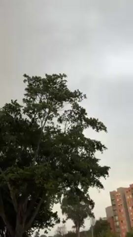 The video opens with a view of a large, full tree with a cloudy, grey sky in the background. The camera then pans down and forward, revealing a rainy street with yellow-marked lanes. The focus shifts to the wet pavement near the curb, showing fallen leaves.