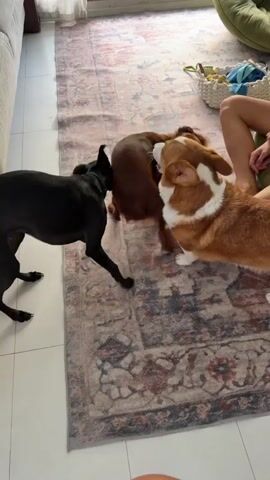 A group of dogs are playing on a rug. A black dog is standing on the left, and a corgi is in the center. A person is sitting on a green chair in the background. The room appears to be a living room.