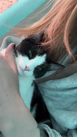A close-up video shows a person with reddish-blonde hair cradling a black and white cat in their arms. The cat is lying on a gray, textured blanket. The person's hand is gently caressing the cat's face, which seems relaxed. The cat's eyes are open and looking to the side, and a pink nose is visible. The background includes a glimpse of a blue surface. The lighting is soft and natural.