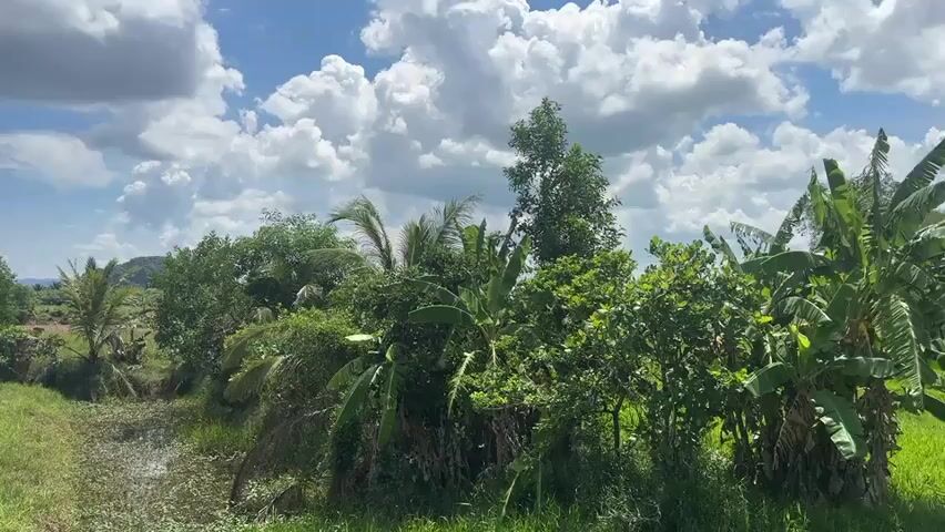 A panning video captures a rural landscape on a partly cloudy day. In the foreground, lush green grass lines the edge of a narrow body of water, possibly a ditch or canal, covered in lily pads. Behind this, a dense cluster of various trees and foliage, including what appear to be banana trees, creates a vibrant green wall. In the midground, a slightly more open area of green fields stretches out, dotted with scattered trees and some palm trees. Further in the distance, a line of trees forms the horizon, with a few hills or mountains visible beyond. The sky is a bright blue, filled with large, fluffy white cumulus clouds that cast shadows on the landscape. The camera pans slowly from right to left, revealing more of the expansive, natural scenery. No people or man-made structures are clearly visible in the frame, emphasizing the natural and undeveloped character of the environment.