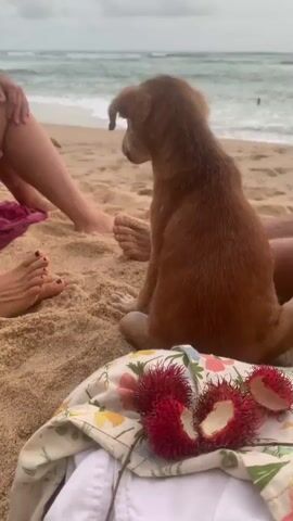 A puppy sits on a sandy beach facing the ocean. Two people's legs are visible in the foreground, one on the left and one on the right. The person on the left is wearing a pink cloth. On the sand in front of the puppy, there are two rambutan fruits, one of which has been opened. The ocean with waves is visible in the background, and the sky is overcast.