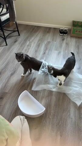 The video shows two cats playing with a large piece of clear plastic sheeting on a wood-grain floor. One cat, which is mostly gray with white paws, is partially inside the plastic, with its body bent as it moves. The other cat, a smaller black and white cat, is facing the gray cat and appears to be interacting with the plastic sheeting around the gray cat's hindquarters. The plastic sheeting is spread out on the floor, creating a crinkled and partially transparent barrier. In the background, there is a white semi-circular object, possibly a pet bowl or a decorative item, and further back, a chair and some shoes are visible. The lighting suggests an indoor environment, likely a room in a house.