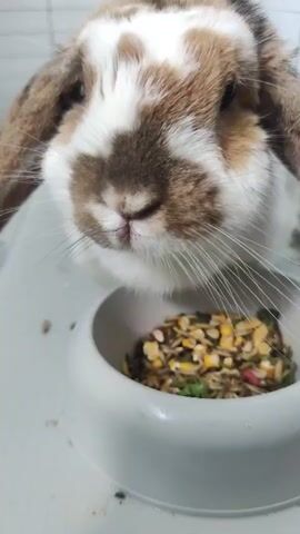 A close-up shot shows a lop-eared rabbit with brown and white fur leaning over a white food bowl. The rabbit's nose twitches as it appears to be sniffing or contemplating its food, which consists of a mix of seeds, grains, and dried vegetables. The rabbit's large, floppy ears frame its face, and its whiskers are prominent. The background is a light-colored, textured wall, possibly tiles, suggesting an indoor setting. The lighting is even, with no strong shadows, indicating a well-lit environment, possibly during the daytime. The overall impression is one of a domestic pet in a quiet moment, focused on its meal. The location context is Pruszcz Gdański, Poland. There is no visible text in the media file.