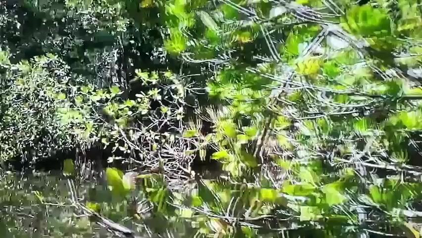 This is a video clip showing a natural scene, likely a body of water surrounded by dense foliage. The water appears murky and reflects the surrounding greenery, suggesting it could be a pond, lake, or slow-moving river. The vegetation is lush and varied, with trees and bushes forming a thick canopy that casts shadows on the water. The overall impression is one of a tranquil, untamed natural environment. There are no visible people or man-made objects, placing the focus entirely on the landscape. The lighting suggests it is daytime, with sunlight filtering through the leaves. The scene evokes a sense of peacefulness and immersion in nature. No text is visible in the clip. The mention of Valladolid, Spain, provides a geographical context, though specific landmarks or features that would pinpoint this exact location within Valladolid are not evident.