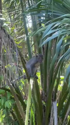The video shows a monkey sitting in a palm tree. The monkey is gray with a long tail and is perched on a frond of the palm tree. The tree has thick stalks and a dense canopy of green leaves. The background is blurred, but appears to be a lush, tropical environment. The lighting suggests it is daytime.