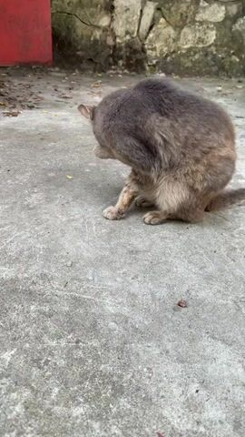 A gray cat is grooming itself on a concrete surface. The cat is sitting down and appears to be licking its paw. The background is out of focus, but it appears to be an outdoor setting with a brick wall and some fallen leaves.