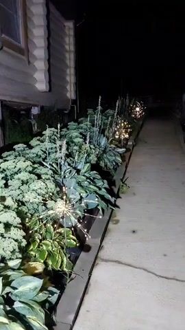 A low-angle perspective captures an outdoor scene at night. A concrete walkway runs diagonally from the lower right to the upper right of the frame. Alongside the walkway, a raised garden bed is filled with lush green foliage. Small, white lights are strategically placed throughout the garden, some integrated into dandelion-shaped decorative lights and others strung along the plants. The edge of a building, possibly a mobile home or small house with horizontal siding and a window, is visible on the left side of the frame. The overall lighting is dim, suggesting nighttime, with artificial lights from the garden and possibly nearby structures illuminating the area.