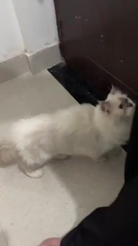 A white fluffy cat with grey markings on its face is on the floor next to a dark brown door. The cat is looking at the camera and then moves its head down as if sniffing the floor. A person's foot is visible in the lower right corner of the frame. The floor is a light beige color and the walls are white.