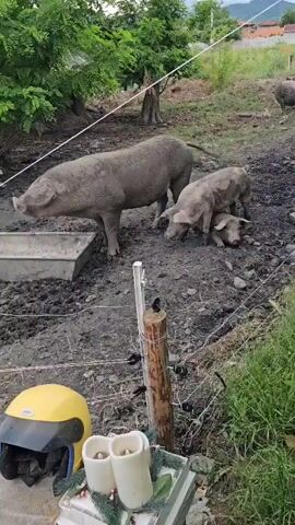 The video shows an outdoor rural scene featuring several pigs within an enclosure. In the foreground, a large grey pig stands next to a metal trough filled with what appears to be water or feed. Nearby, a medium-sized pig sniffs around a smaller piglet that is lying on the muddy ground. Further in the background, more pigs are visible roaming in the dirt.

The ground of the enclosure is muddy and uneven, suggesting recent wet weather or regular activity by the pigs. Lush green trees and grass grow around the enclosure. A white wire, possibly part of an electric fence, stretches across the foreground. In the immediate foreground, a yellow motorcycle helmet rests on the ground next to a decorative arrangement of white candles and green foliage, placed on a low, possibly concrete, structure.

In the background, a village or rural settlement can be seen, featuring houses with red-tiled roofs. Distant mountains rise under an overcast sky. The overall setting appears to be a farm or animal pen in a village environment. The time of day is daytime, with muted lighting indicating cloudy conditions. The pigs appear calm as they move or rest in their habitat. There is no visible text in the frame. The location is Karavelovo, Bulgaria.