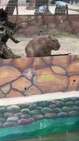 A capybara sits behind a painted wall in an enclosure. The capybara is brown and wet, appearing to be a rodent. The wall is decorated with a pattern of large, irregular shapes in shades of orange, yellow, and brown, outlined in black. Behind the wall, there is a sandy area and a metal fence. In the foreground, there is a pool of water with large, smooth, grey, green, and purple stones at the bottom. The capybara is facing to the right, with its eyes closed.