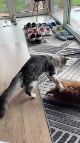 The scene depicts a grey and white cat and a small brown poodle on a grey, black, and white striped rug on a wooden floor indoors. To the right of the frame, a sliding glass door with a white frame is visible. The cat is initially standing, observing the dog. The dog is walking around, sniffing the rug. The cat then lies down and watches the dog move. A pair of shoes is visible in the top left corner, partially cut off by the frame. A small piece of thread lies on the floor near the edge of the rug.