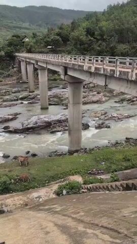 The video shows a wide river with many rocks and rapids. A concrete bridge with pillars spans the river. Two cows are grazing on the grassy bank near the river. In the background, there are green, tree-covered hills under a cloudy sky. The camera pans from left to right, showing more of the river and the surrounding landscape.