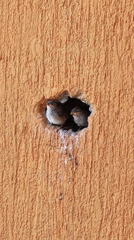Birds nesting in wall hole captivate observers in Budva