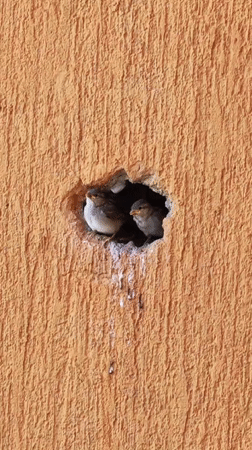 Birds nesting in wall hole captivate observers in Budva