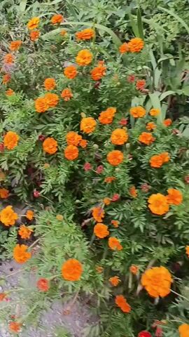 The video shows a close-up view of a bush with many orange flowers, likely marigolds. The flowers are in various stages of bloom, with some appearing fully open and others still in bud. The leaves of the bush are a vibrant green, and some of the flowers have reddish-brown centers. The camera is moving, giving a dynamic view of the plant. The background is blurred, suggesting the focus is entirely on the flowers and foliage. The overall impression is of a healthy, blooming plant in an outdoor setting.