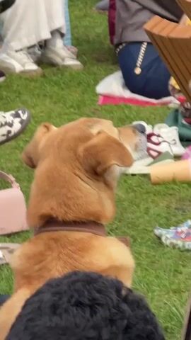 The video shows a dog facing away from the camera. The dog has light brown fur and is wearing a brown collar. A person's hand is visible on the dog's back, gently petting it. In the background, there are several people sitting on the grass, some appearing to be in a gathering or event. Various objects like shoes, bags, and a keyboard are scattered around the grassy area. The lighting suggests it is daytime and outdoors.