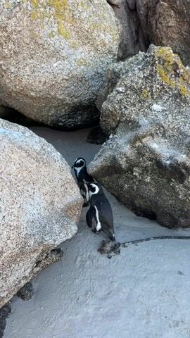 Two African penguins stand on white sand between large, rough-textured rocks. The penguins are black and white with distinct markings. The rocks have various shades of gray and some lichen growth. The scene is brightly lit, suggesting an outdoor setting.