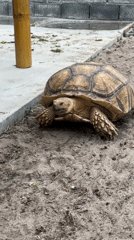 Thai food tour and tortoise viewing in Mai Khao