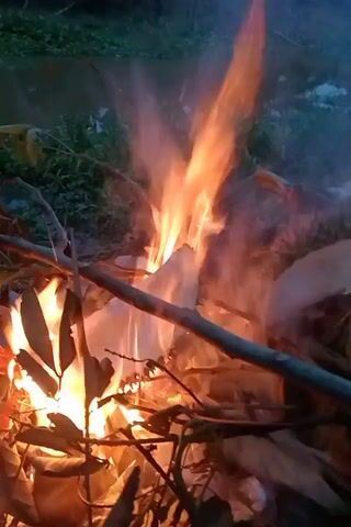 The video shows a close-up view of a campfire with flames, smoke, and burning leaves and sticks. The fire is in the foreground, with a dark, blurry background that appears to be an outdoor environment with some greenery. There are no people visible in the video. The fire is actively burning and producing a significant amount of flame and smoke. The camera is positioned relatively close to the fire, capturing the intensity of the flames.
