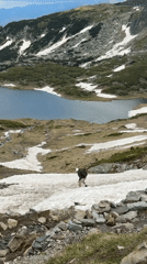 Dog and hiker on a snowy June slope in Panichishte