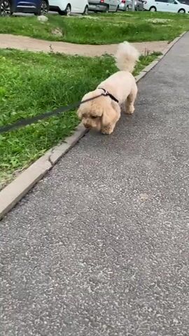A light brown poodle dog on a black leash walks along a paved path next to a strip of grass. The dog is wearing a black harness. The dog looks to its left and then forward.
