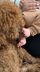 Dog gently licks baby's foot in Yerevan home