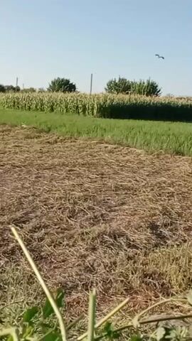 The video shows a rural landscape under a clear blue sky. In the foreground, there is dry, matted vegetation, possibly harvested crop residue. Behind this, a strip of vibrant green grass or a young crop is visible. Further in the background, a field of tall corn stalks stands, their green leaves swaying gently. The scene is bathed in bright sunlight, casting clear shadows. A single bird is captured in flight high in the sky, appearing as a dark silhouette against the bright sky. The overall impression is one of a harvested field adjacent to growing crops, with a bird in the distance, suggesting a natural, agricultural setting on a sunny day.