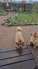 Two dogs filmed at rural Russian home during rainy afternoon
