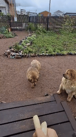 Two dogs filmed at rural Russian home during rainy afternoon