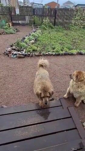Two dogs filmed at rural Russian home during rainy afternoon