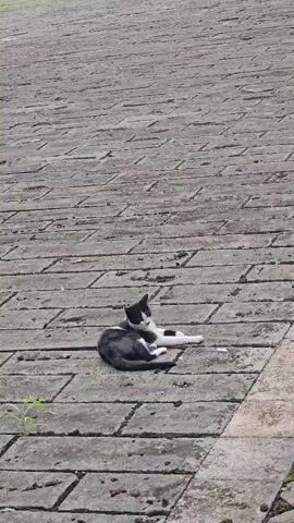 A black and white cat is resting on a paved walkway. The cat is lying on its side with its head turned towards the camera. The walkway is made of rectangular stone tiles. There is a small green plant growing from a crack in the walkway to the left of the cat.