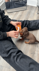 Person plays with dachshund puppy in Montreal afternoon