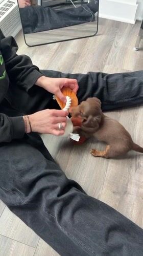 Person plays with dachshund puppy in Montreal afternoon