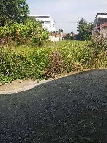 Here is a description of the scene:

The video shows a roadside scene, likely a residential area. On the left, there's a grassy area with some wild vegetation, including tall grass and some flowering plants. In the background, there are houses and a banana tree. To the right, there's a road surface composed of gravel and dirt. The day is bright and sunny, with the sky visible in the background. The video seems to be taken from a stationary point.
