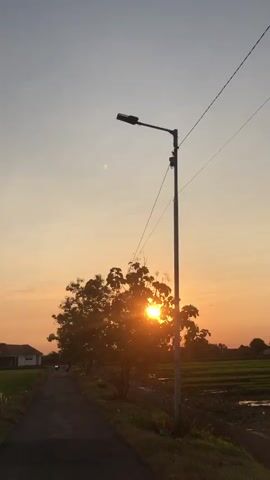 The video opens on a sunset scene. The sun is low in the sky, casting a warm orange glow. A single lamppost stands tall on the right side of the frame, its light off. Wires stretch from the lamppost across the sky. A paved road runs from the bottom left corner of the frame towards the distance. On the left side of the road, there is a house. Further down the road, a motorcycle is visible. To the right of the road, there is a lush green field of crops, possibly rice paddies, with a drainage ditch running through it. A large tree stands in the middle ground, its leaves silhouetted against the sunset. The sun is partially visible behind the tree. The sky is a gradient of pale orange and clear blue. The video shows a slight pan to the right, revealing more of the field and the tree.