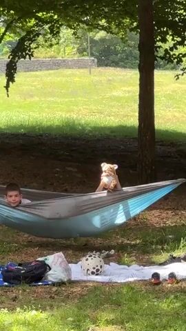 A boy is lying in a blue and grey hammock next to a stuffed tiger, smiling and talking. The hammock is strung between two trees on a sunny day in a park. Below the hammock are a white blanket, a black bag, and a white and black spotted ball. In the background, there is green grass and trees.