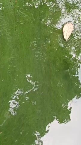The video shows a close-up, high-angle view of green algae on the surface of water. A single fallen leaf floats on the algae near the top right of the frame. There are small ripples on the water's surface, suggesting a slight disturbance. The lighting appears natural, and the overall scene is that of a natural body of water affected by algal bloom.
