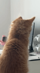 Orange kitten photographed on desk in Khimki, Russia