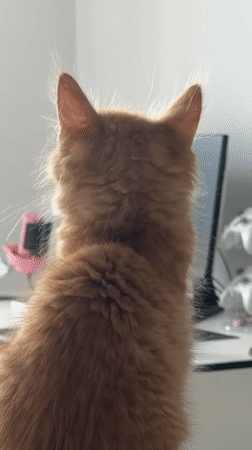 Orange kitten photographed on desk in Khimki, Russia