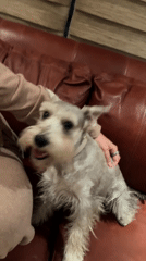 Person and Schnauzer share quiet moment on couch