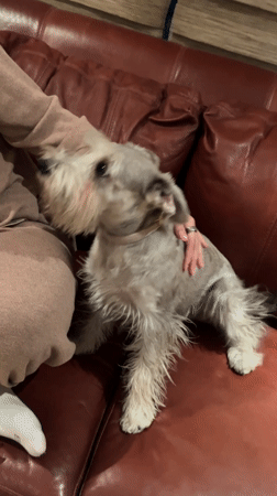 Person and Schnauzer share quiet moment on couch