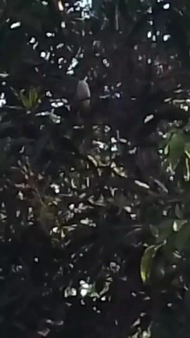 This is a close-up, shaky video of a tree from below, looking up through the branches and leaves. The lighting is dim, suggesting it might be dusk or dawn, or an overcast day. There is a bird perched on a branch in the center of the frame. The bird is small and has light-colored plumage, possibly white or pale grey, with some darker markings. It appears to be facing to the left, with its head slightly tilted. The surrounding foliage is dense and dark green, with some light filtering through the leaves, creating a dappled effect. The video is very brief, with the camera only capturing a few seconds of footage, and it is also of low resolution, making it difficult to discern fine details. There is no sound accompanying the video.