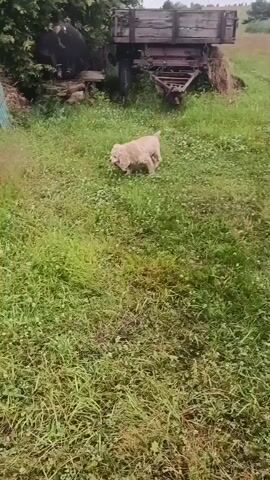 A light-colored, fluffy dog walks with a stick in its mouth on a grassy field. The dog is walking towards the left of the frame. There is a light blue, corrugated metal fence to the left of the dog. In the background, there are trees and a dark-colored object that is difficult to identify. The dog is moving away from the camera.