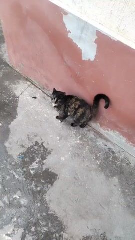 A short video shows a calico cat near a peeling, pink wall on a wet concrete surface. The cat is mostly black with orange patches. It turns around and moves towards the person holding the camera. The person is wearing black pants and black shoes. The camera angle is high, looking down. The scene appears to be outdoors.