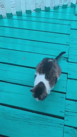 A calico cat sits on a turquoise wooden deck, facing downwards as if eating. It is partially obscuring the view of the wooden planks beneath it. The cat's tail curves upwards and to the right. In the background, a white wooden railing with green accents runs along the edge of the deck, and beyond that, a body of water is visible.