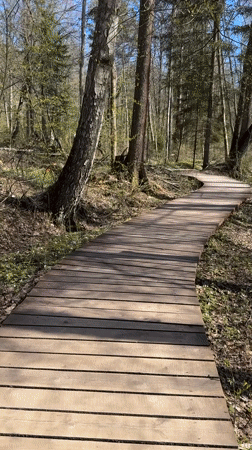 Forest visitors explore wooden boardwalk in Zelenogorsk, Russia