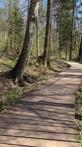 Forest visitors explore wooden boardwalk in Zelenogorsk, Russia