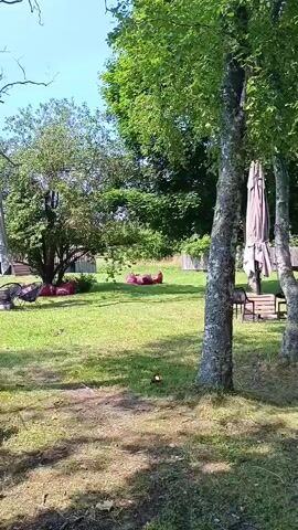 This video shows a backyard area on a sunny day. The camera pans from right to left. In the foreground on the right, there is a large tree with a black hammock attached to it. The hammock is empty and draped between two trees. The camera continues to pan left to reveal more of the backyard. There is a large grassy area with a few trees scattered throughout. In the background, there are some buildings, possibly houses or cabins, with red roofs. There are also some outdoor furniture items, including chairs and tables, as well as large umbrellas. In the middle of the yard, there are some red beanbag chairs scattered on the grass. The overall impression is a peaceful and relaxing outdoor space.
